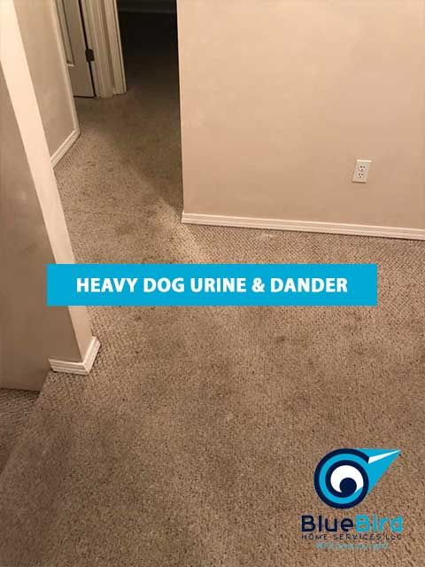 Dog Urine and Dander Cleaning